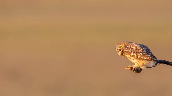 Steinkauz Athene Noctua Hintergrund Natur — Stockfoto