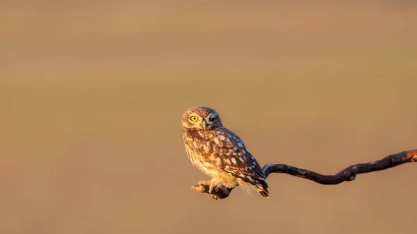 小さなフクロウ アテネ ノクトゥア 自然背景 — ストック写真