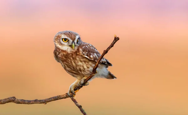 Κουκουβάγια Athene Noctua Φόντο Φύσης — Φωτογραφία Αρχείου