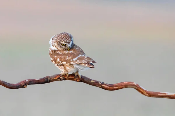 Little Owl Athene Noctua Nature Background — Stock Photo, Image