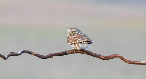 Bufniţă Mică Athene Noctua Natura Fundal — Fotografie, imagine de stoc