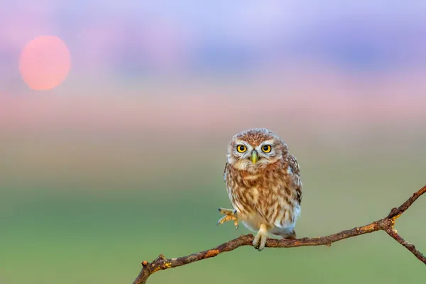 Pequeño Búho Athene Noctua Fondo Naturaleza —  Fotos de Stock