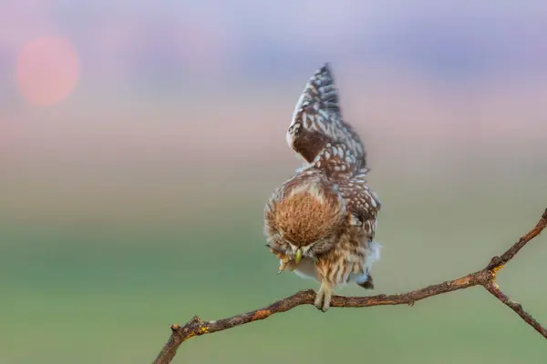 Petite Chouette Athene Noctua Fond Naturel Coloré — Photo