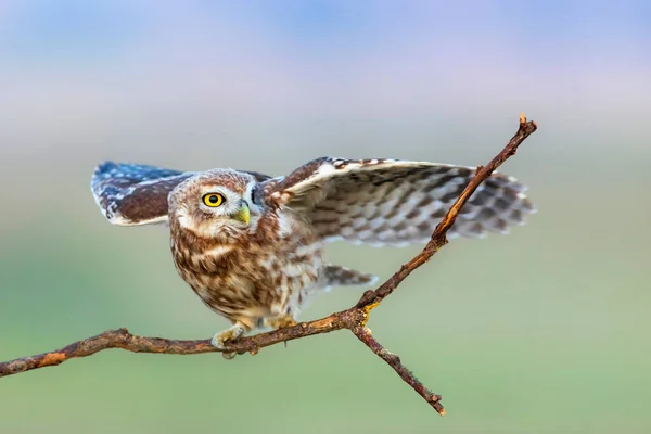 Little Owl Athene Noctua Colorful Nature Background — Stock Photo, Image