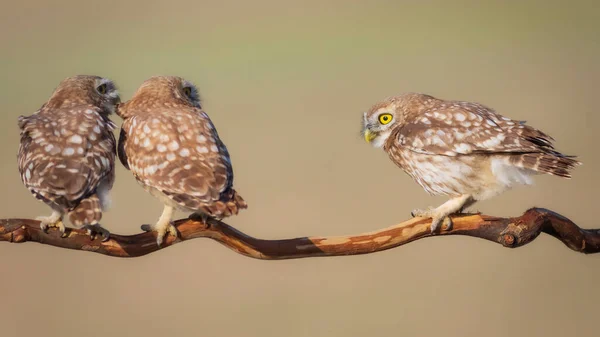 Petits Hiboux Athene Noctua Contexte Naturel — Photo