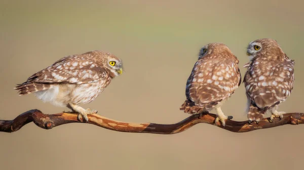 Μικρές Κουκουβάγιες Athene Noctua Φόντο Φύσης — Φωτογραφία Αρχείου