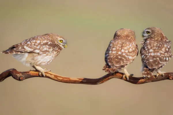 Pequeños Búhos Athene Noctua Fondo Naturaleza — Foto de Stock