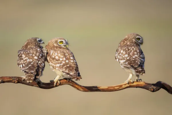 Μικρές Κουκουβάγιες Athene Noctua Φόντο Φύσης — Φωτογραφία Αρχείου