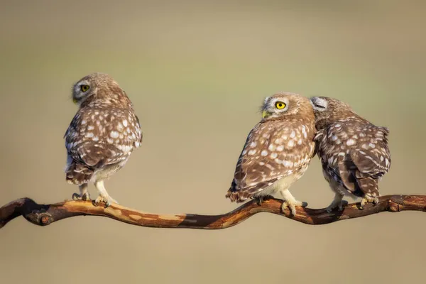 Little Owls Athene Noctua Nature Background — Stock Photo, Image