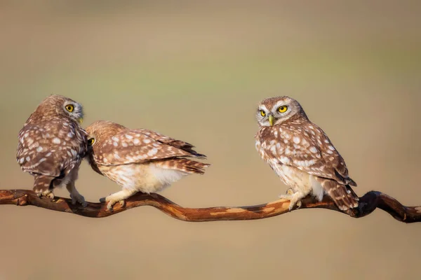 Μικρές Κουκουβάγιες Athene Noctua Φόντο Φύσης — Φωτογραφία Αρχείου