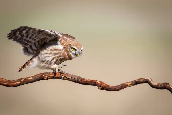 Κουκουβάγια Athene Noctua Πολύχρωμο Φόντο Της Φύσης — Φωτογραφία Αρχείου