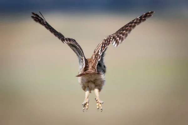 Piccolo Gufo Athene Noctua Sfondo Colorato Della Natura — Foto Stock