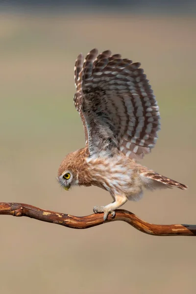 Pequena Coruja Athene Noctua Fundo Natureza Colorida — Fotografia de Stock