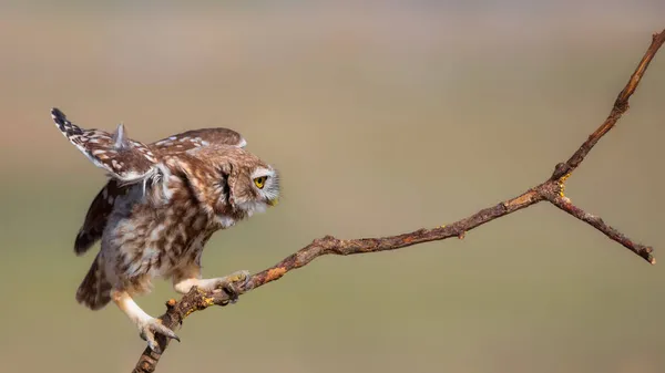 Κουκουβάγια Athene Noctua Πολύχρωμο Φόντο Της Φύσης — Φωτογραφία Αρχείου