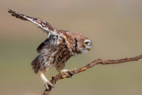 Κουκουβάγια Athene Noctua Πολύχρωμο Φόντο Της Φύσης — Φωτογραφία Αρχείου