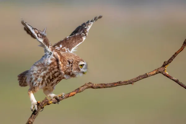 Κουκουβάγια Athene Noctua Πολύχρωμο Φόντο Της Φύσης — Φωτογραφία Αρχείου