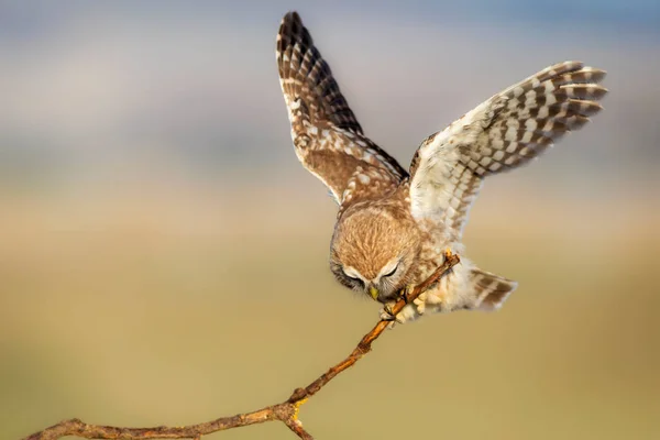 Petite Chouette Athene Noctua Fond Coloré Nature — Photo