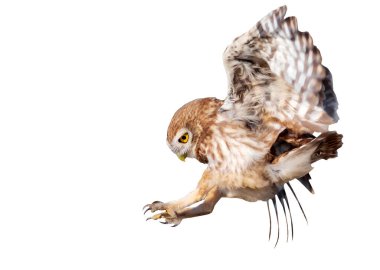 Baykuş uçuşu. Küçük baykuş. Athene noctua. Doğa geçmişi. İzole kuş..