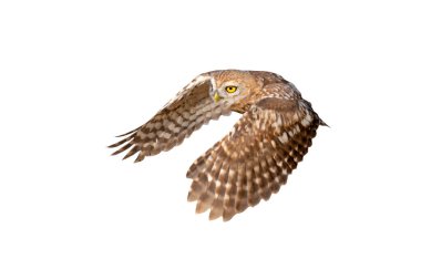 Baykuş uçuşu. Küçük baykuş. Athene noctua. Doğa geçmişi. İzole kuş..