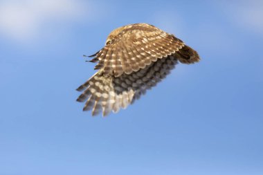 Baykuş uçuşu. Küçük baykuş. Athene noctua. Doğa arkaplanı. 