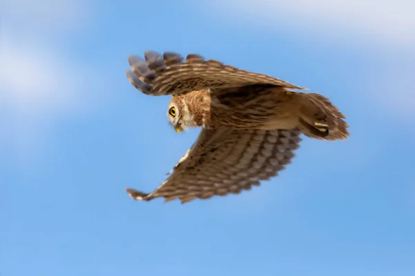 Sova Létá Malá Sova Athéna Noctua Pozadí Přírody — Stock fotografie