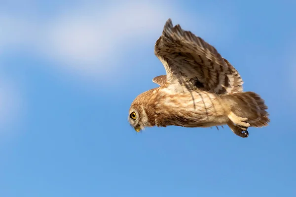 Eulenflug Steinkauz Athene Noctua Hintergrund Natur — Stockfoto