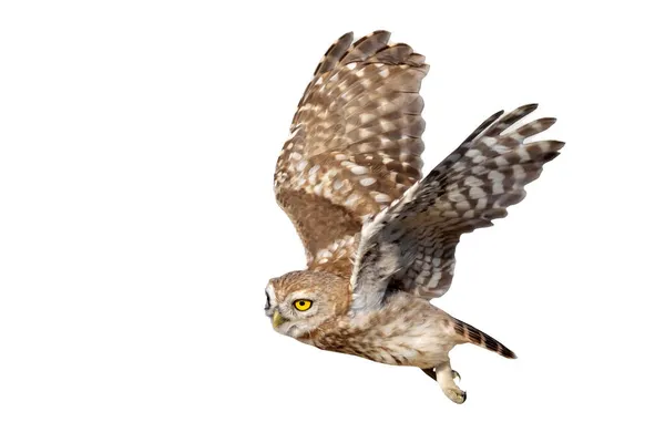 Coruja Voar Pequena Coruja Athene Noctua Fundo Natureza Aves Isoladas — Fotografia de Stock