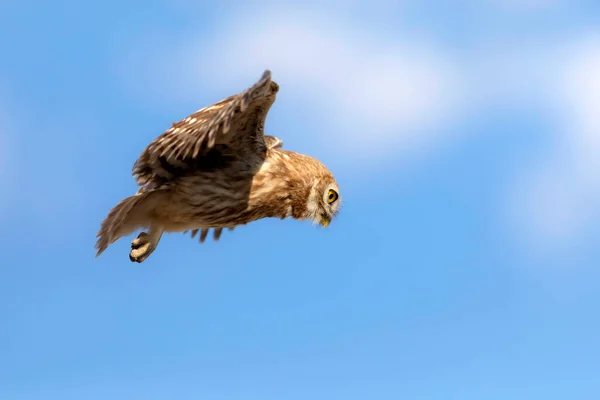 Coruja Voar Pequena Coruja Athene Noctua Natureza Fundo — Fotografia de Stock