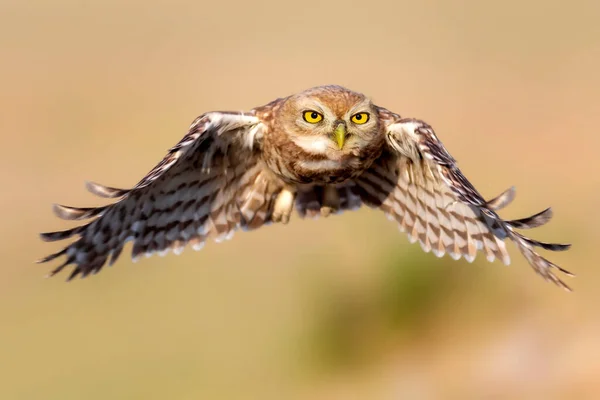 フクロウの飛行 小さなフクロウ アテネ ノクトゥア 自然背景 — ストック写真