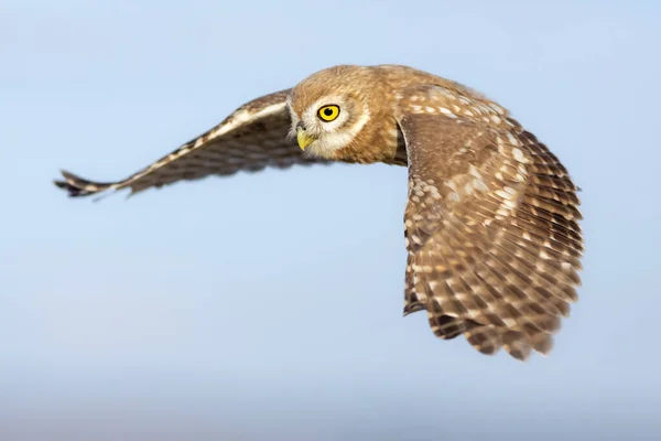 Búho Volando Pequeño Búho Athene Noctua Fondo Naturaleza — Foto de Stock