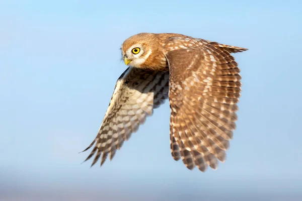 Eulenflug Steinkauz Athene Noctua Hintergrund Natur — Stockfoto