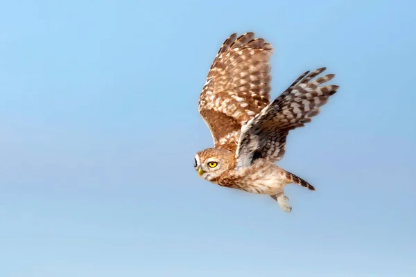 Búho Volando Pequeño Búho Athene Noctua Fondo Naturaleza — Foto de Stock