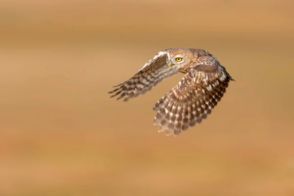 フクロウの飛行 小さなフクロウ アテネ ノクトゥア 自然背景 — ストック写真