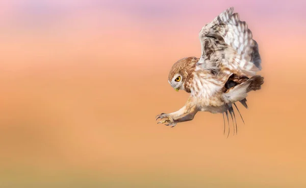 フクロウの飛行 小さなフクロウ アテネ ノクトゥア 自然背景 — ストック写真