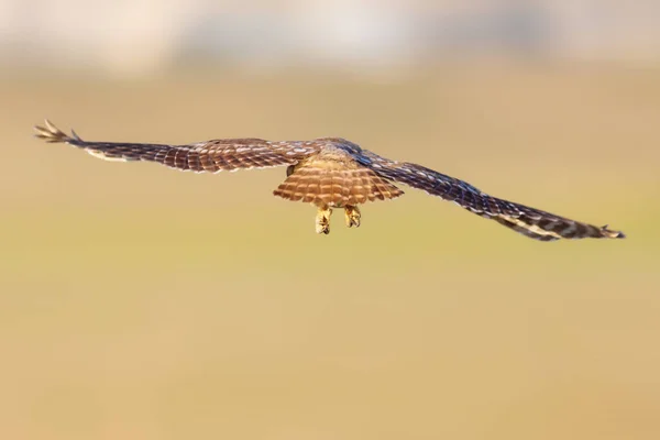 Coruja Voar Pequena Coruja Athene Noctua Natureza Fundo — Fotografia de Stock