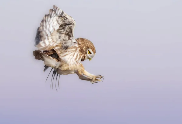 Hibou Volant Petite Chouette Athene Noctua Contexte Naturel — Photo