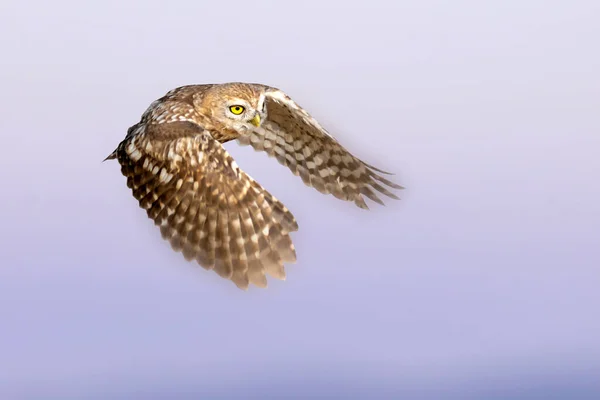 Owl Flying Little Owl Athene Noctua Nature Background — Stock Photo, Image