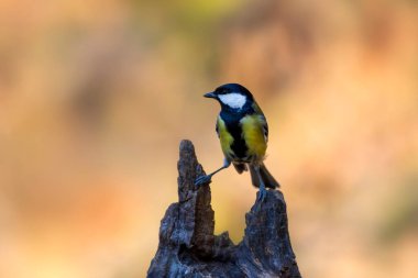 Beautiful bird. Nature background. Great Tit. 