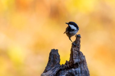 Beautiful bird. Nature background. Coal Tit. Periparus ater. 
