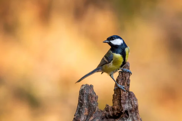 Beautiful Bird Nature Background Great Tit — Stockfoto