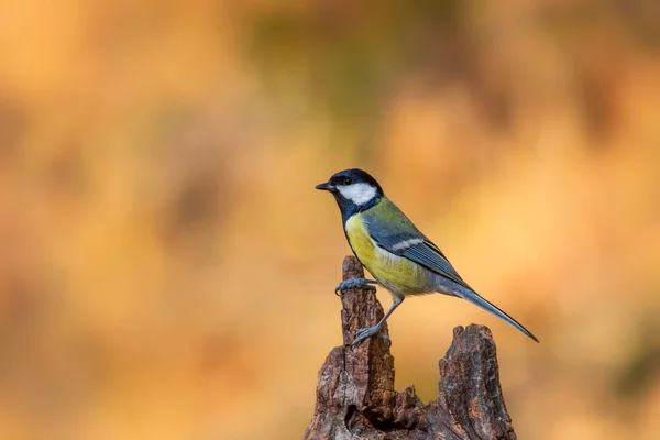 Beautiful Bird Nature Background Great Tit — Foto Stock