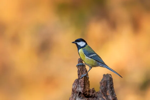 Beautiful Bird Nature Background Great Tit — ストック写真