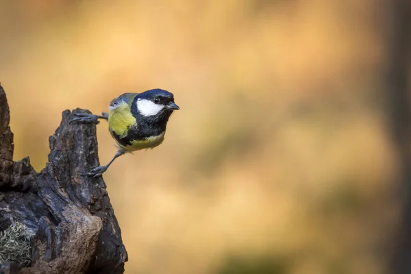 Beautiful Bird Nature Background Great Tit — Zdjęcie stockowe