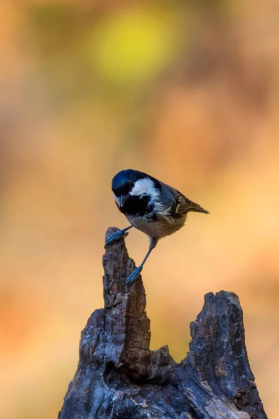 Beautiful Bird Nature Background Coal Tit Periparus Ater — ストック写真