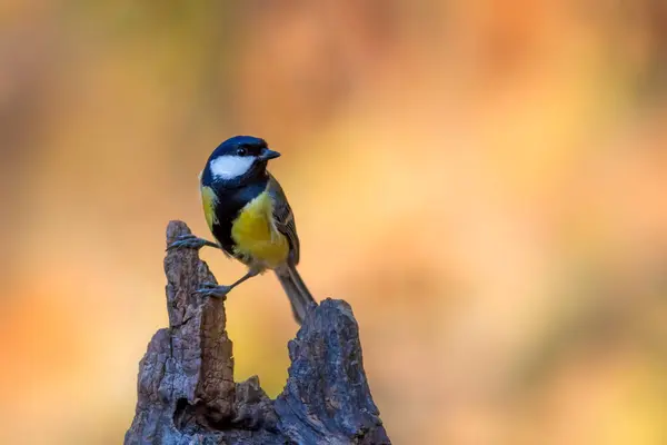 Beautiful Bird Nature Background Great Tit — 图库照片