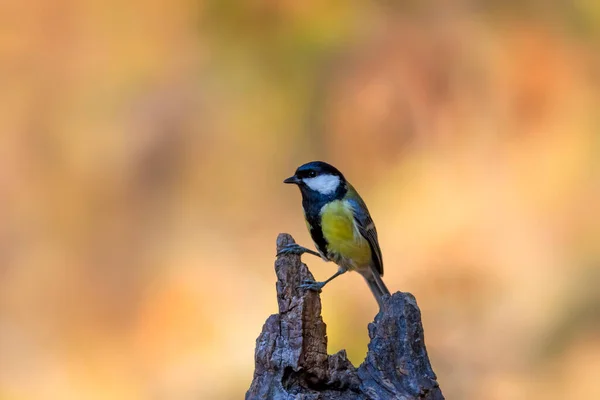 Beautiful Bird Nature Background Great Tit — Stock Fotó