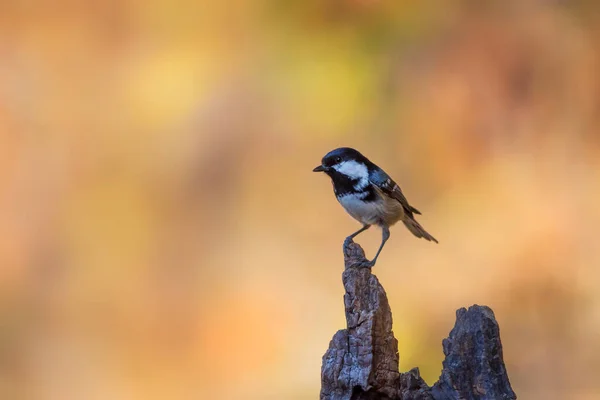 Beautiful Bird Nature Background Coal Tit Periparus Ater — Photo