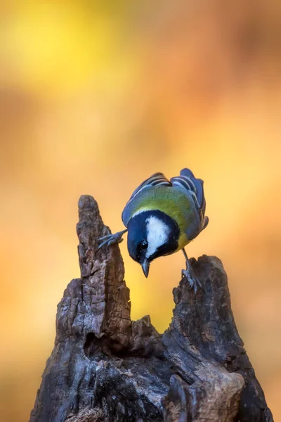 Beautiful Bird Nature Background Great Tit — стоковое фото