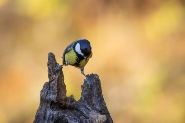 Beautiful Bird Nature Background Great Tit — ストック写真