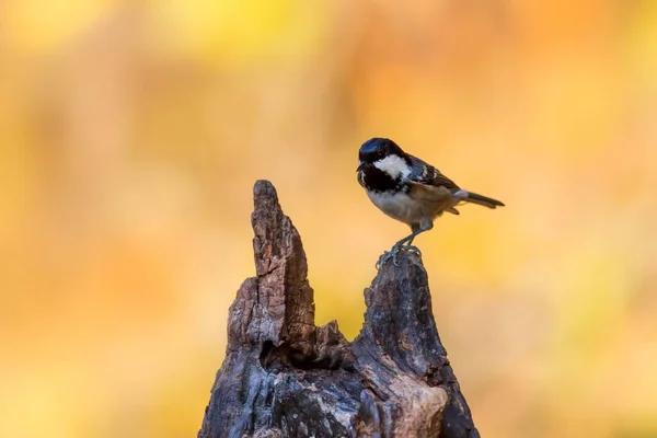 Beautiful Bird Nature Background Coal Tit Periparus Ater — Photo